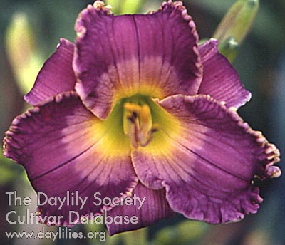 Daylily Arabian Magic